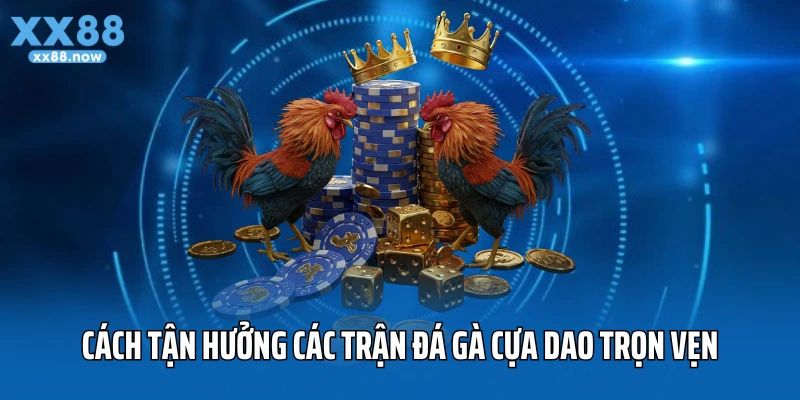 Cách tận hưởng các trận đá gà cựa dao 2025 trọn vẹn