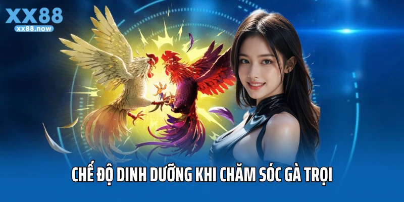 Chế độ dinh dưỡng khi chăm sóc gà trọi
