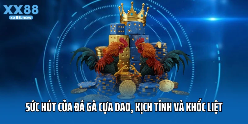 Sức hút của đá gà cựa dao 2025, kịch tính và khốc liệt